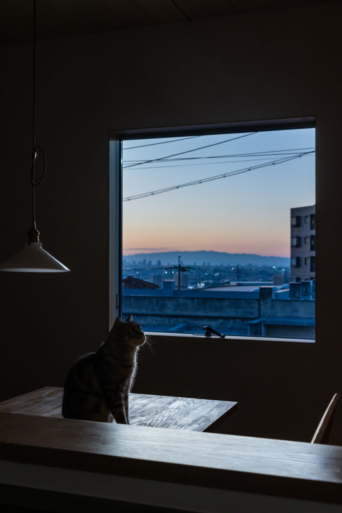 遠くを眺める猫